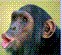George W Bush's Avatar