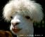 snufse's Avatar