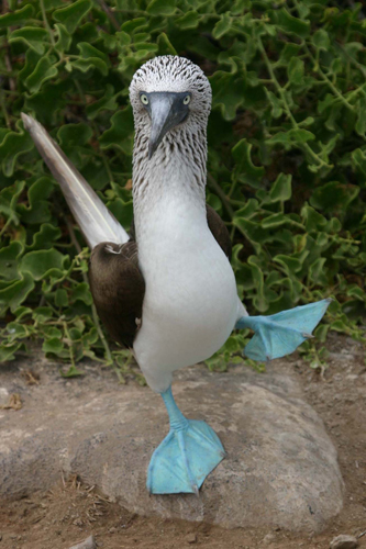 Name:  blue-footed-booby2.jpg
Views: 178
Size:  139.5 KB