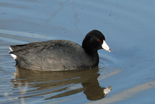 Name:  american-coot-fulica-americana-2.JPG
Views: 1040
Size:  34.9 KB