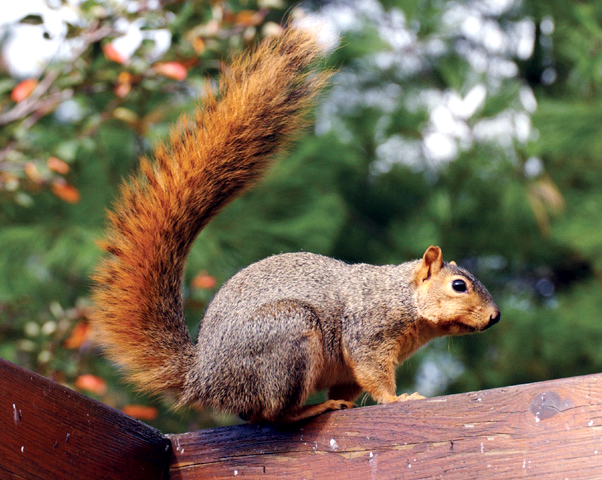Name:  Fox-Squirrel-Pictures.jpg
Views: 771
Size:  260.6 KB