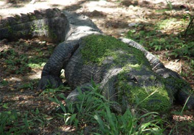 Name:  alligator_guyfan1_380.jpg
Views: 808
Size:  27.9 KB