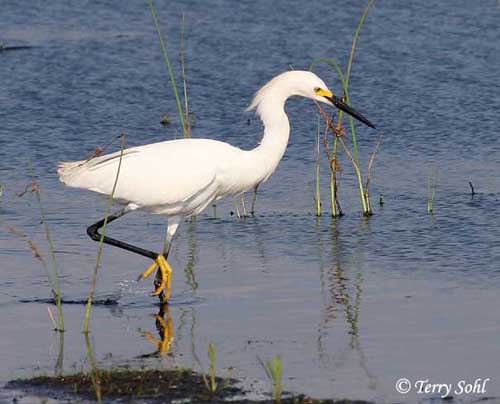 Name:  snowy_egret_2.jpg
Views: 797
Size:  55.4 KB
