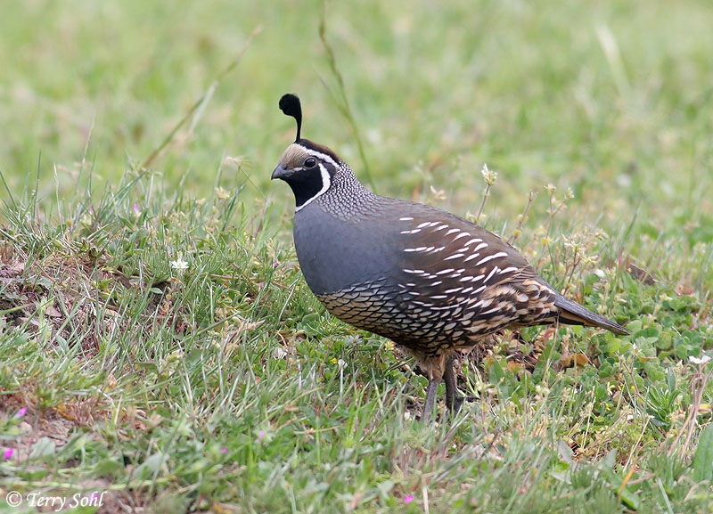 Name:  california_quail_1.jpg
Views: 792
Size:  199.6 KB