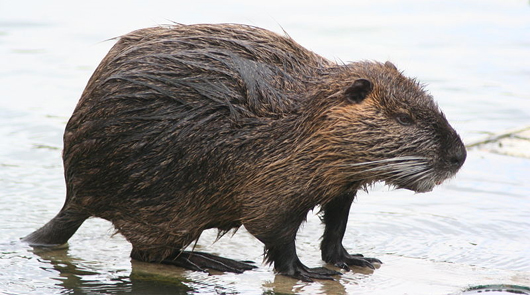 Name:  nutria-fur.jpg
Views: 854
Size:  151.1 KB