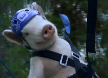 Name:  3514453977_Maxwell_The_Pig_Returns_In_New_Geico_Commercial_answer_4_xlarge.png
Views: 689
Size:  138.7 KB