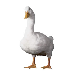 Name:  aflac_duc.jpg
Views: 713
Size:  17.8 KB
