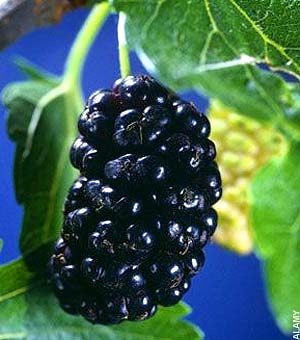 Name:  gardening-graphics_1068112a.jpg
Views: 756
Size:  20.7 KB