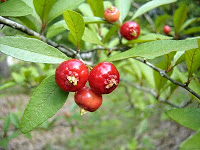 Name:  mayhaw+008.jpg
Views: 835
Size:  15.6 KB
