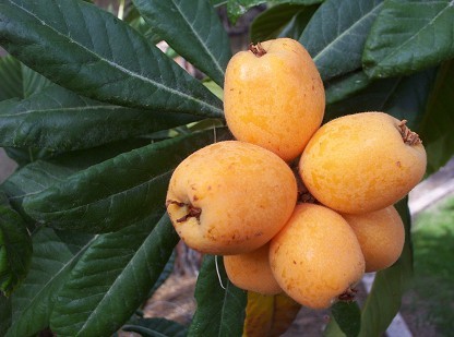 Name:  bigJimLoquat.jpg
Views: 1109
Size:  38.1 KB