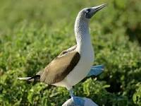 Name:  Booby.jpg
Views: 686
Size:  6.6 KB