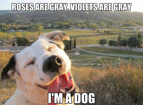 Name:  column_25-funny-dog-meme.jpg
Views: 650
Size:  66.6 KB