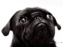 Name:  DOG.jpg
Views: 705
Size:  5.0 KB