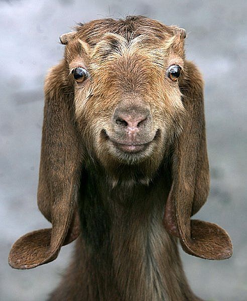 Name:  goat.jpeg
Views: 994
Size:  62.7 KB