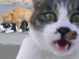 Name:  1960125_673225789401081_1895033459_n.jpg
Views: 561
Size:  7.9 KB