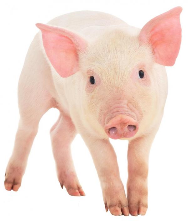 Name:  pig_0.jpg
Views: 243
Size:  29.2 KB