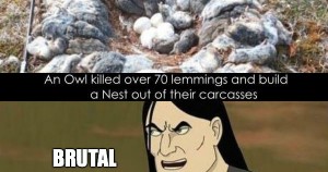 Name:  brutal-owl-builds-nest-out-of-lemming-carcasses-2-300x158.jpg
Views: 796
Size:  20.0 KB