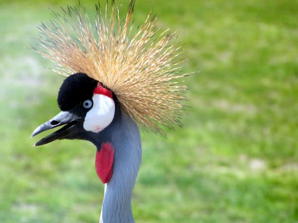 Name:  spiky-hair-crane.jpg
Views: 660
Size:  31.4 KB
