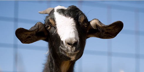 Name:  goat1.jpg
Views: 689
Size:  94.3 KB