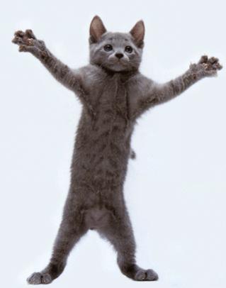 Name:  CatPsycho.jpg
Views: 572
Size:  10.8 KB