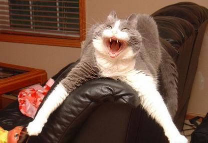 Name:  20-Funny-Shocked-Cat-Memes-20.jpg
Views: 490
Size:  23.1 KB