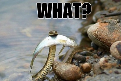 Name:  reptilememefishing.jpg
Views: 568
Size:  34.4 KB
