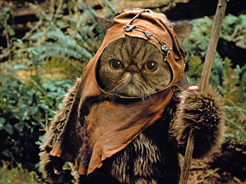 Name:  Cat+ewok_2c481d_5808854.jpg
Views: 470
Size:  71.8 KB