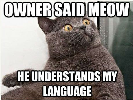 Name:  Cat_Meme.jpg
Views: 326
Size:  129.1 KB