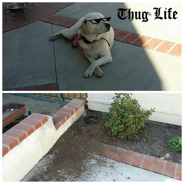 Name:  PhotoGrid_1492810551672_thuglife_1024x1024.jpg
Views: 496
Size:  61.8 KB