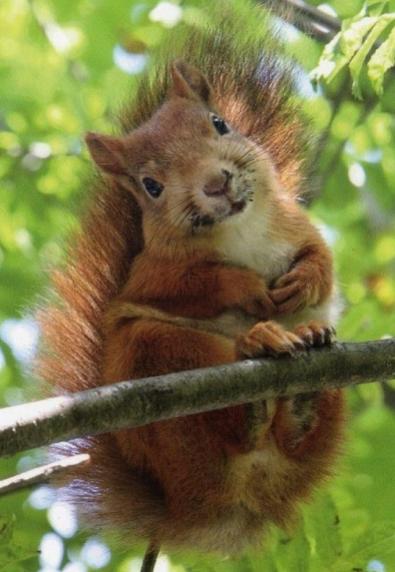 Name:  Squirrel.jpg
Views: 1347
Size:  34.5 KB