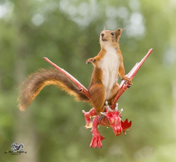 Name:  geert-weggen-squirrel-portraits-2.jpg
Views: 1049
Size:  29.3 KB