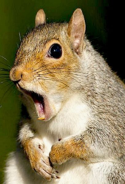 Name:  squirrel (1).jpg
Views: 1179
Size:  53.0 KB
