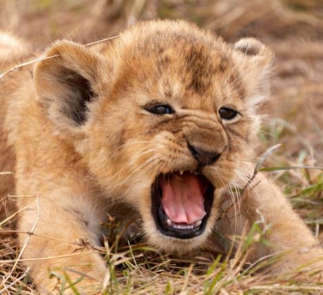 Name:  Roar.jpg
Views: 116
Size:  35.4 KB