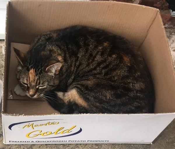 Name:  cat.jpg
Views: 1839
Size:  46.2 KB