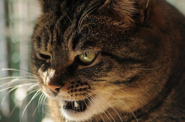 Name:  cat-4557967_960_720.jpg
Views: 580
Size:  41.2 KB