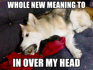Name: whole-new-meaning-to-in-over-my-head.jpg
Views: 826
Size: 107.5 KB