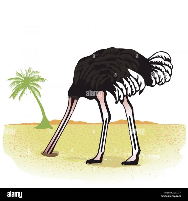 Name:  el-avestruz-esconde-su-cabeza-en-la-arena-j9xxtf.jpg
Views: 346
Size:  38.2 KB