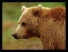 Name:  bear_black_frame_20px_small.jpg
Views: 900
Size:  3.5 KB