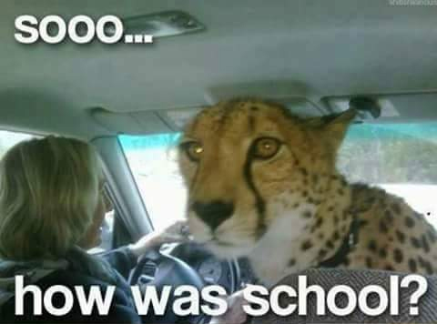 Name:  Soooo how was school.jpg
Views: 455
Size:  94.6 KB