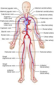 Name:  VascularSurgery.jpg
Views: 140
Size:  11.1 KB
