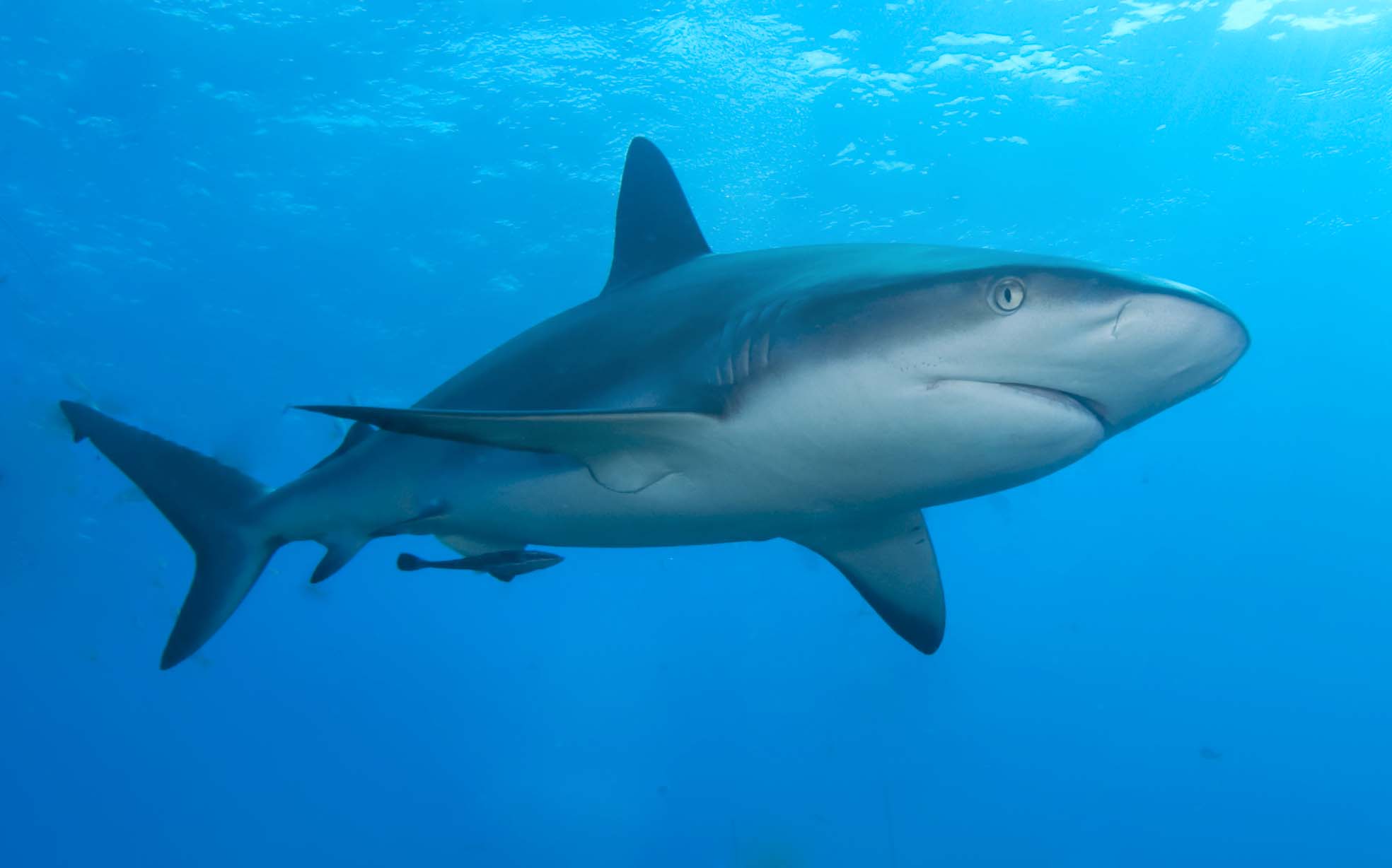 Name:  Caribbean_reef_shark.jpg
Views: 821
Size:  97.4 KB