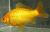 BobTheGoldfish's Avatar