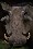 Supester's Avatar