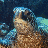rs181414's Avatar