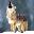 wolfofthenorth's Avatar