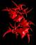 shulc's Avatar