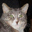 Fat_N_Furry's Avatar