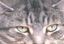 AzureFan's Avatar