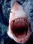 greatwhite's Avatar