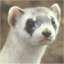 Gog's Avatar